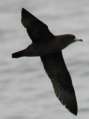 Flesh-footed Shearwater